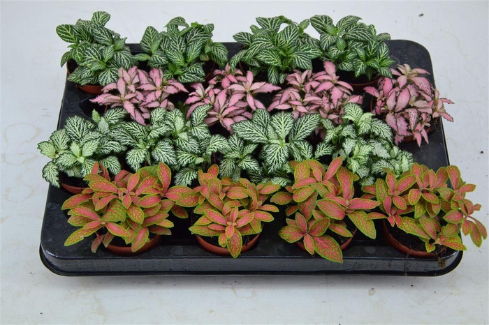 <h4>Fittonia Mix</h4>