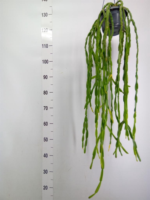<h4>Rhipsalis paradoxa</h4>