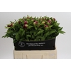 Paeonia Red Charm