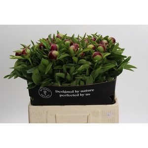 Paeonia Red Charm