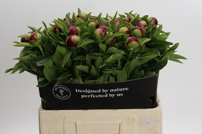 <h4>Paeonia Red Charm</h4>