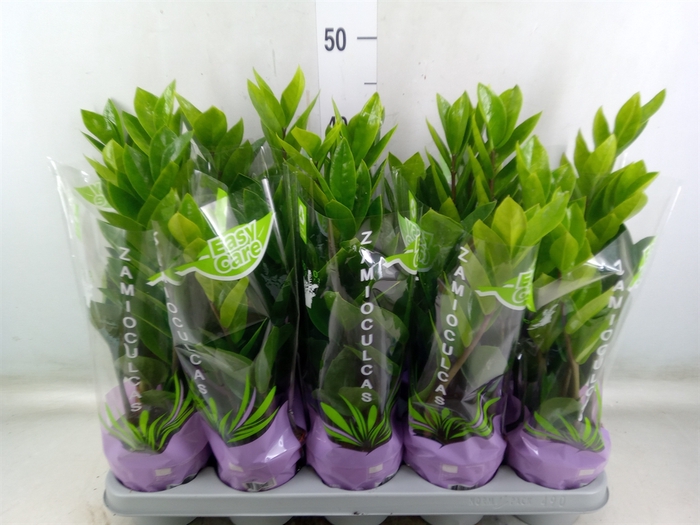 <h4>Zamioculcas zamiifolia</h4>