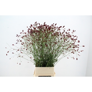 SANG OFFICINALIS