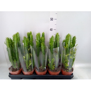 Euphorbia trigona
