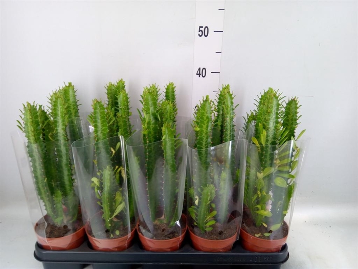 <h4>Euphorbia trigona</h4>