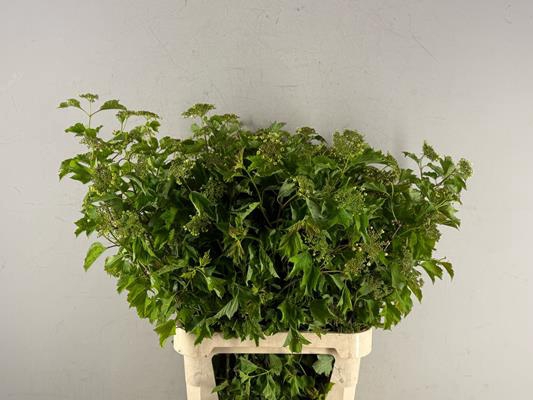 <h4>Viburnum Opulus Bloeiend</h4>