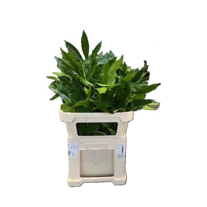 <h4>COCCULUS 80 CM BOX</h4>