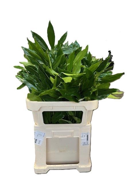 <h4>COCCULUS 80 CM BOX</h4>