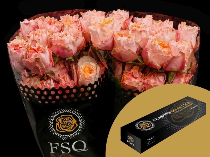 <h4>R GR Peach Campanella Box</h4>