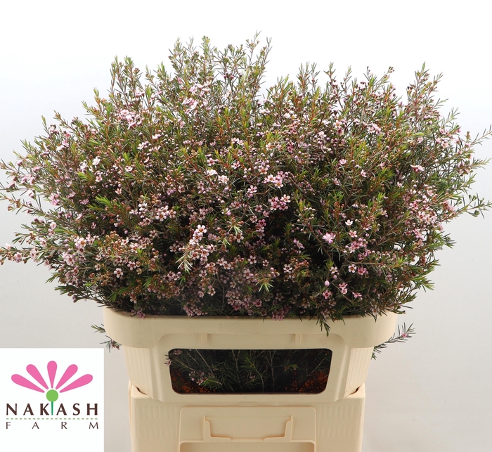 <h4>Cham Un Romi</h4>