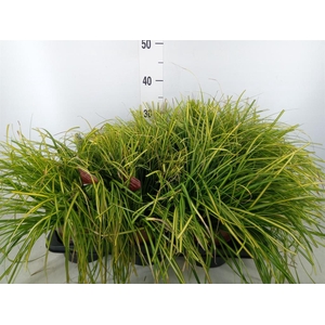 Carex oshimensis 'Everco Eversheen'