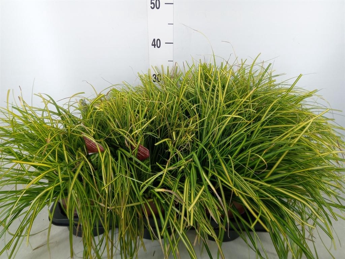 <h4>Carex oshimensis 'Everco Eversheen'</h4>