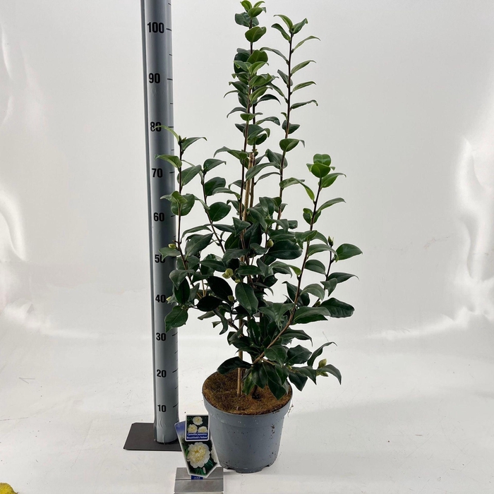 <h4>Camellia japonica Brushfields Yel</h4>