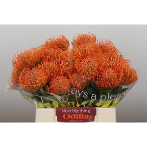 Nutans Ayoba Mandarin Zest
