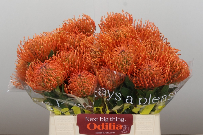 <h4>Nutans Ayoba Mandarin Zest</h4>