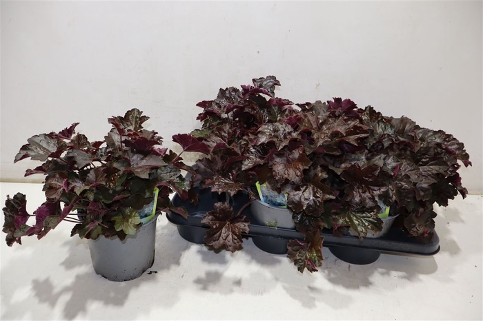 <h4>Heuch Mi Palace Purp</h4>