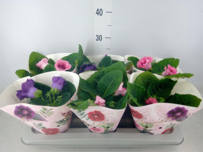 <h4>Sinningia   ...mix</h4>