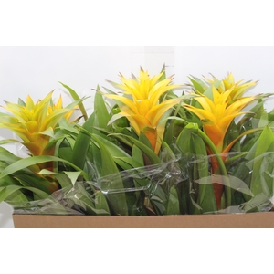 GUZMANIA AMARELA P14