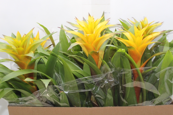 <h4>GUZMANIA AMARELA P14</h4>