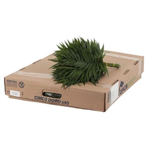Chamaedorea eleg Chicoblad pb