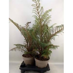 Cyathea tomentosissima