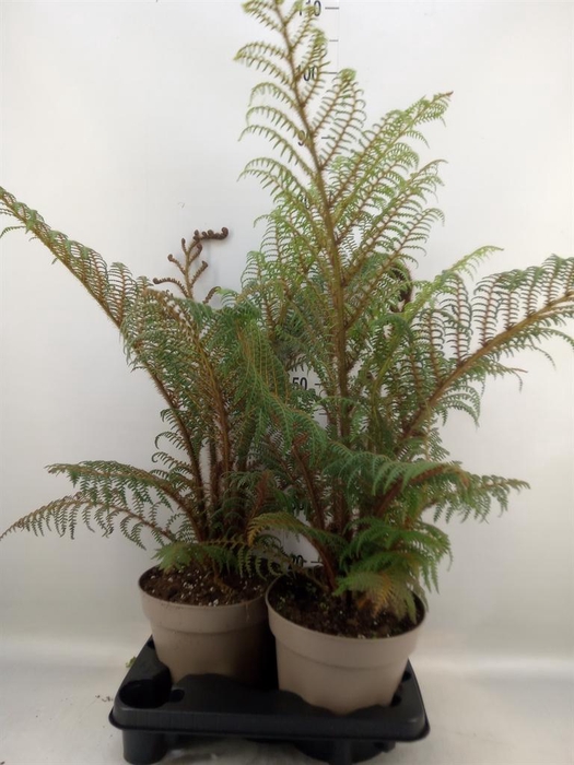 <h4>Cyathea tomentosissima</h4>