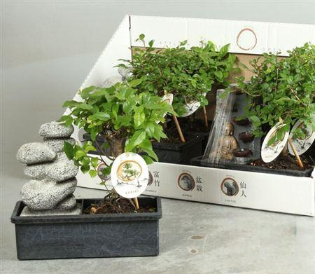 <h4>Bonsai Gem+deco Stone& Budha</h4>