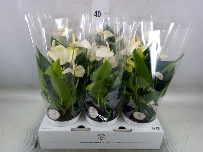 <h4>Anthurium andr. 'White Champion'</h4>