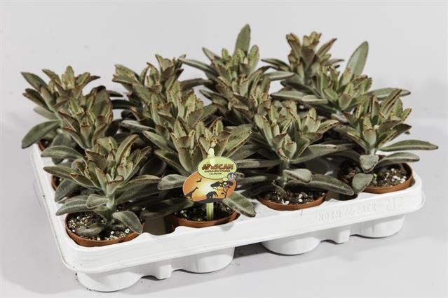 <h4>KALANCHOE TOMENTOSA</h4>