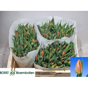 TU EN SUNRISE PRINCE