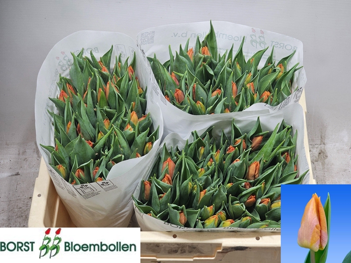 <h4>TU EN SUNRISE PRINCE</h4>