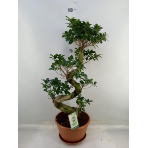 Ficus microcarpa 'Ginseng'