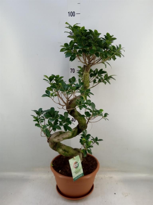 <h4>Ficus microcarpa 'Ginseng'</h4>