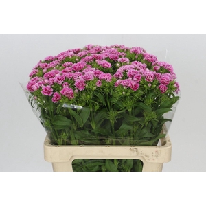Dianthus Br Doblino Fans
