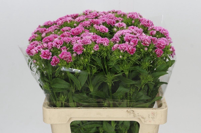 <h4>Dianthus Br Doblino Fans</h4>