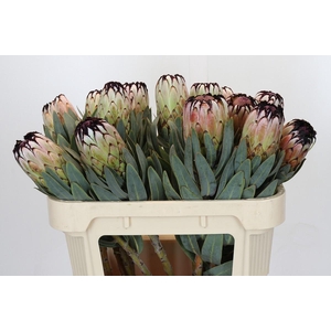 Protea Niobe