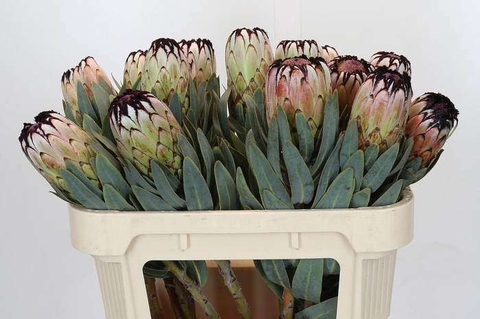 <h4>Protea Niobe</h4>