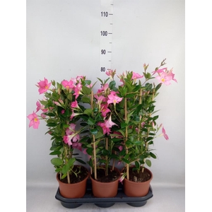 Mandevilla sand. 'Eagle Eye'