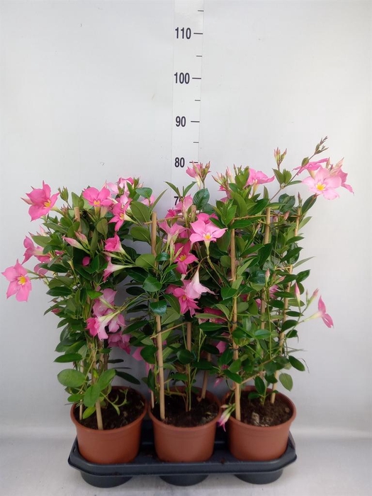 <h4>Mandevilla sand. 'Eagle Eye'</h4>