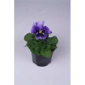 Viola wr. 'Flair Light Blue'