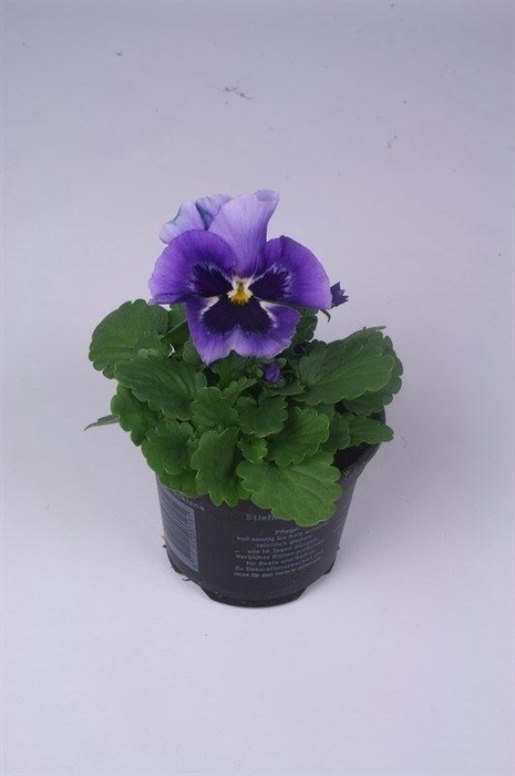 <h4>Viola wr. 'Flair Light Blue'</h4>
