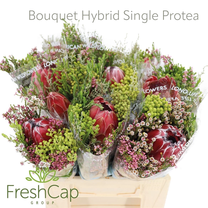 <h4>Bouquet Hybrid Single Protea</h4>