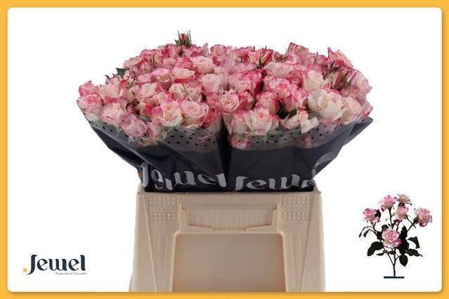 <h4>R TR REFLEX</h4>