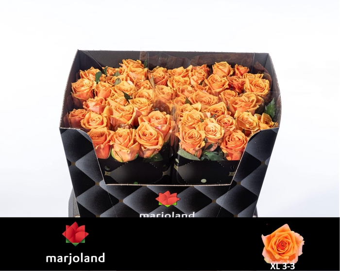 <h4>R GR NOVI! XL</h4>