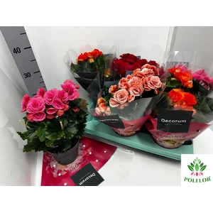 Begonia Elatior mix 14Ø 31cm