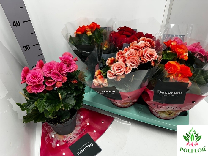 Begonia Elatior mix 14Ø 31cm