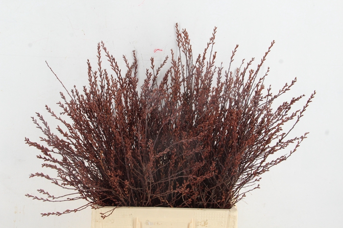 <h4>MYRICA GALE (GAGEL)</h4>