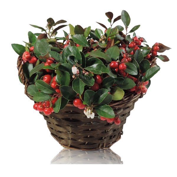 <h4>Collectie Hanoi Gaultheria Big Berry in Mand 22 cm</h4>