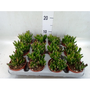 Crassula ovata 'Gollum'