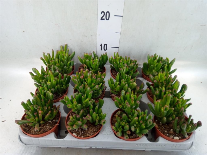 <h4>Crassula ovata 'Gollum'</h4>